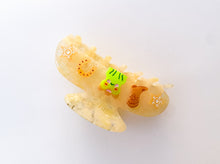 Load image into Gallery viewer, Cowboy Gunther Claw Clip